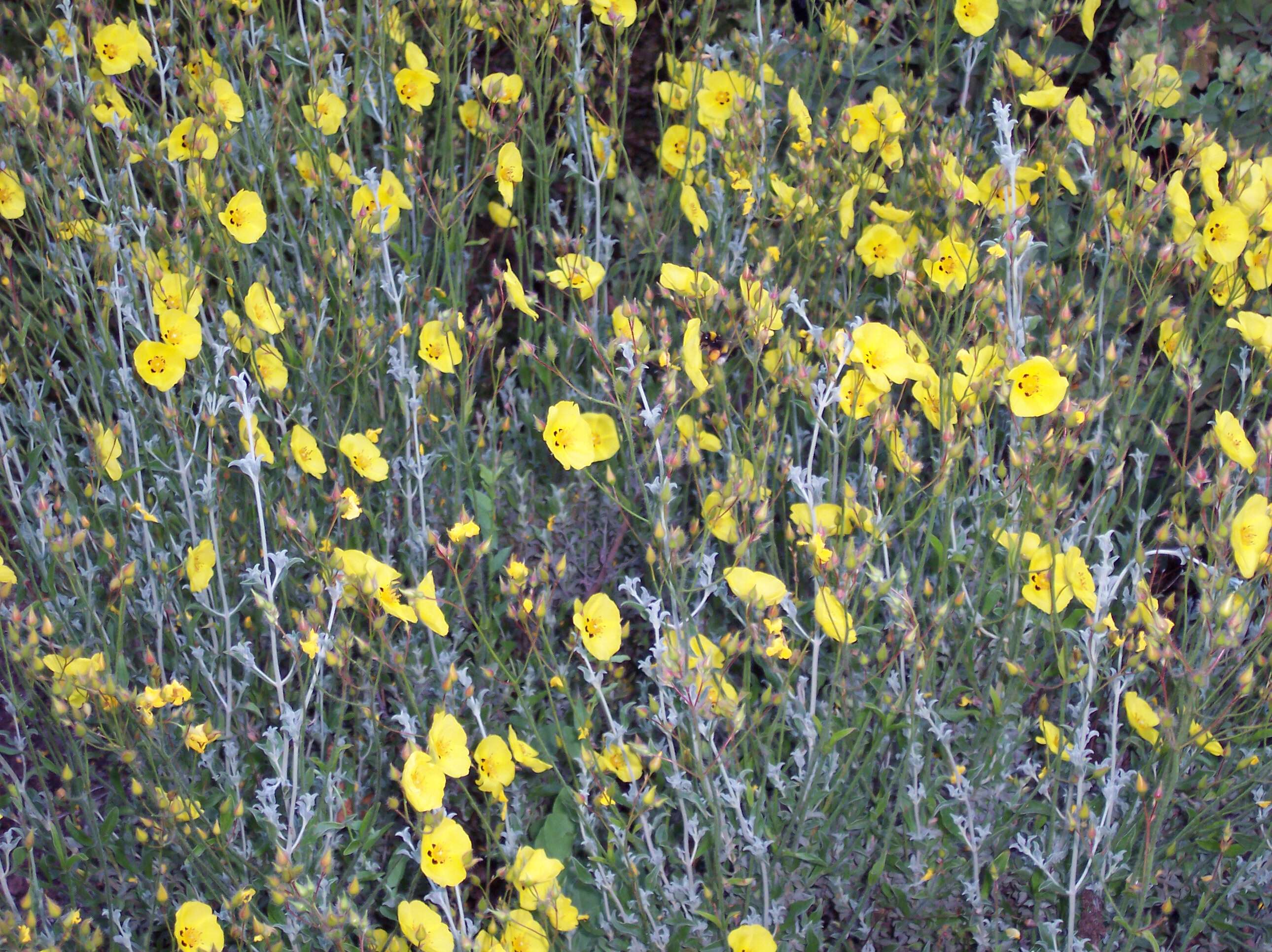 Image of Lisbon false sun-rose