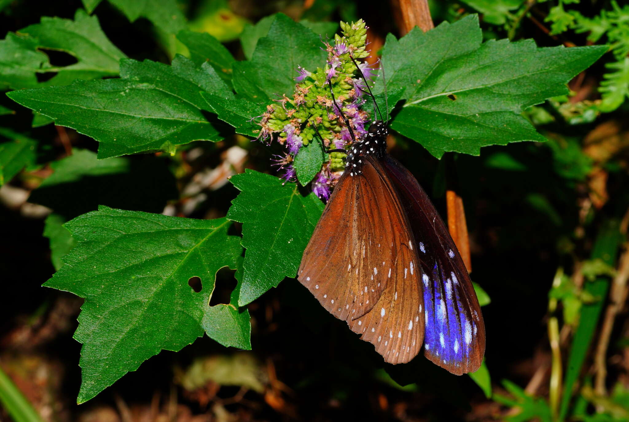 Слика од Pogostemon formosanus Oliv.