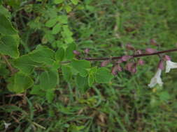 Image of Orthosiphon thymiflorus (Roth) Sleesen