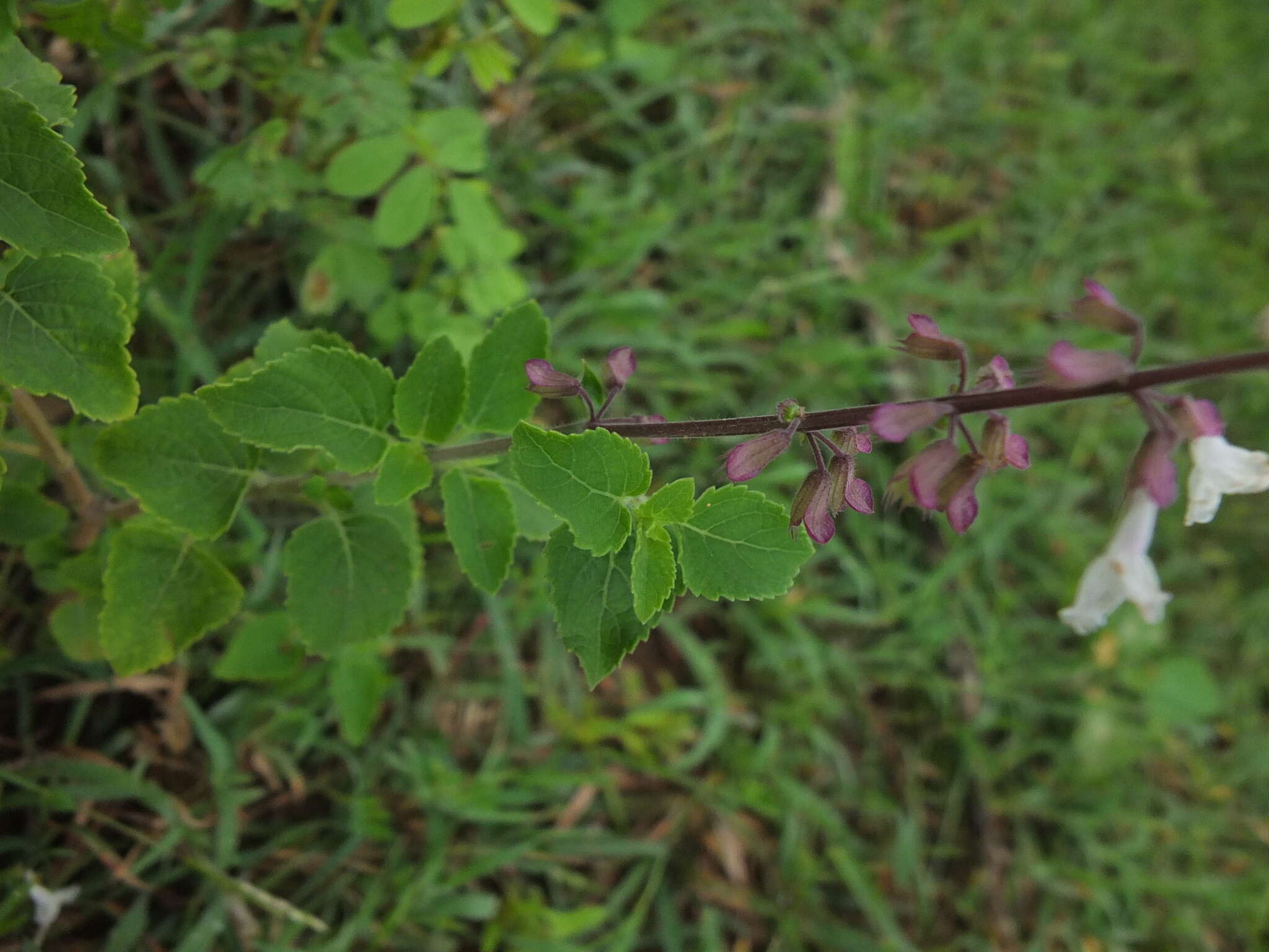 Image of Orthosiphon thymiflorus (Roth) Sleesen