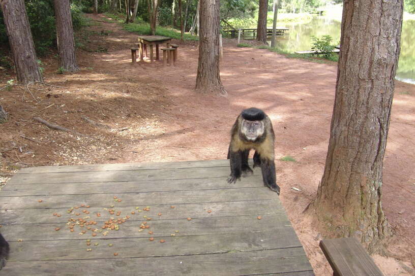 Image of Black Capuchin