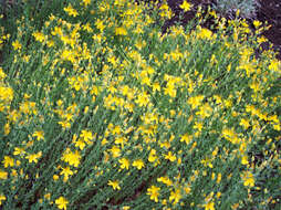 Image of Hypericum olympicum L.