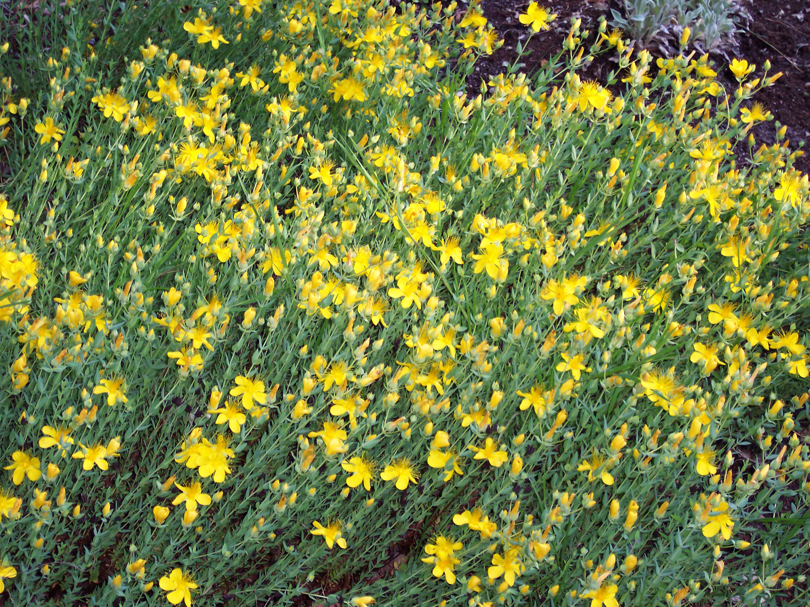 Image of Hypericum olympicum L.