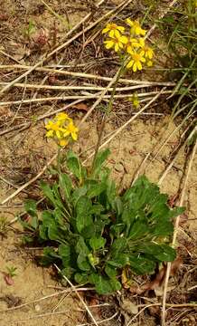 Image of Rocky Mountain groundsel