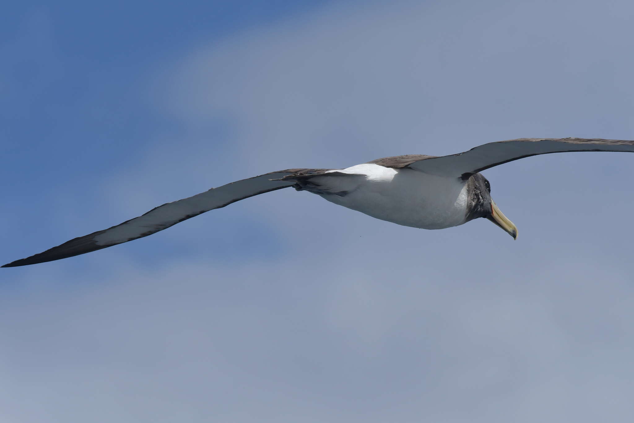 Image of Chatham Albatross