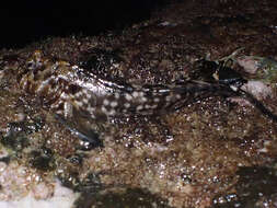 Image of Marbled blenny