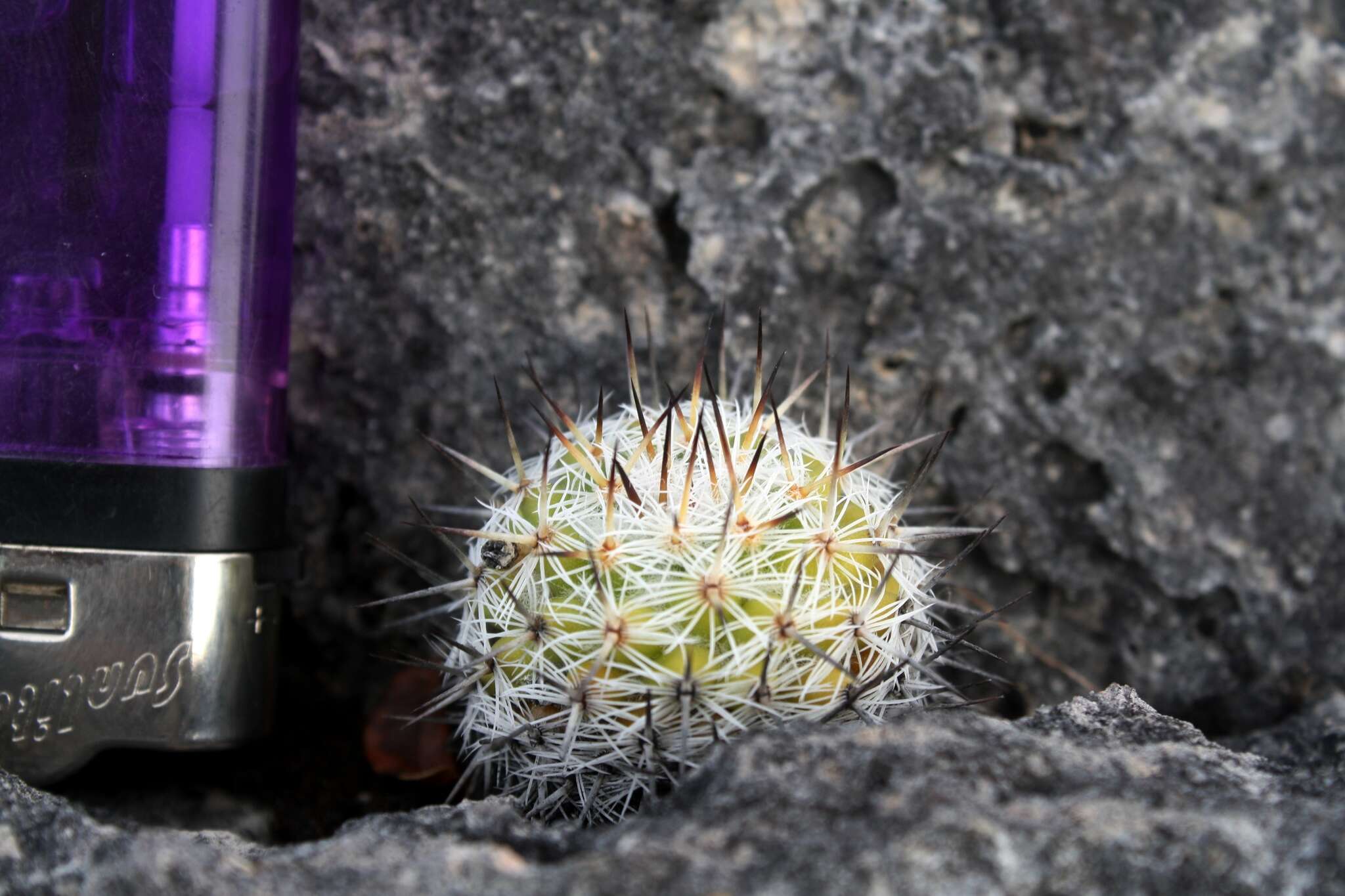 Image of Mammillaria albilanata subsp. oaxacana D. R. Hunt