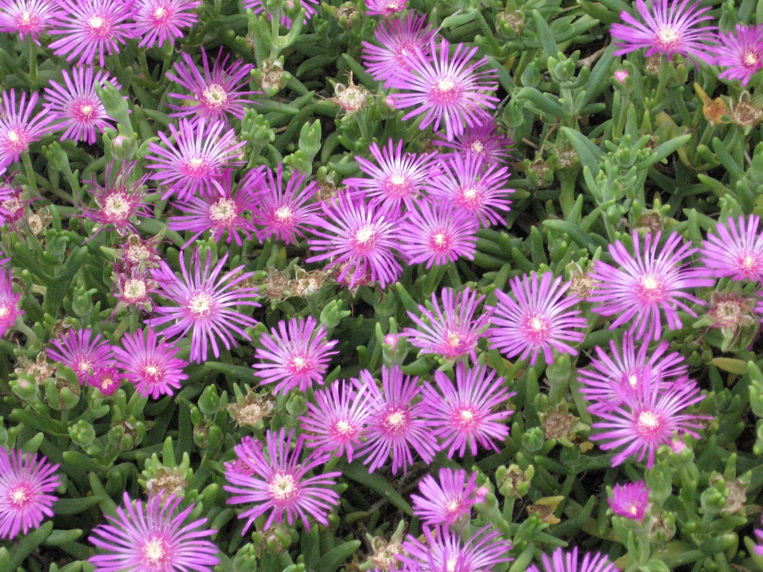 صورة Lampranthus