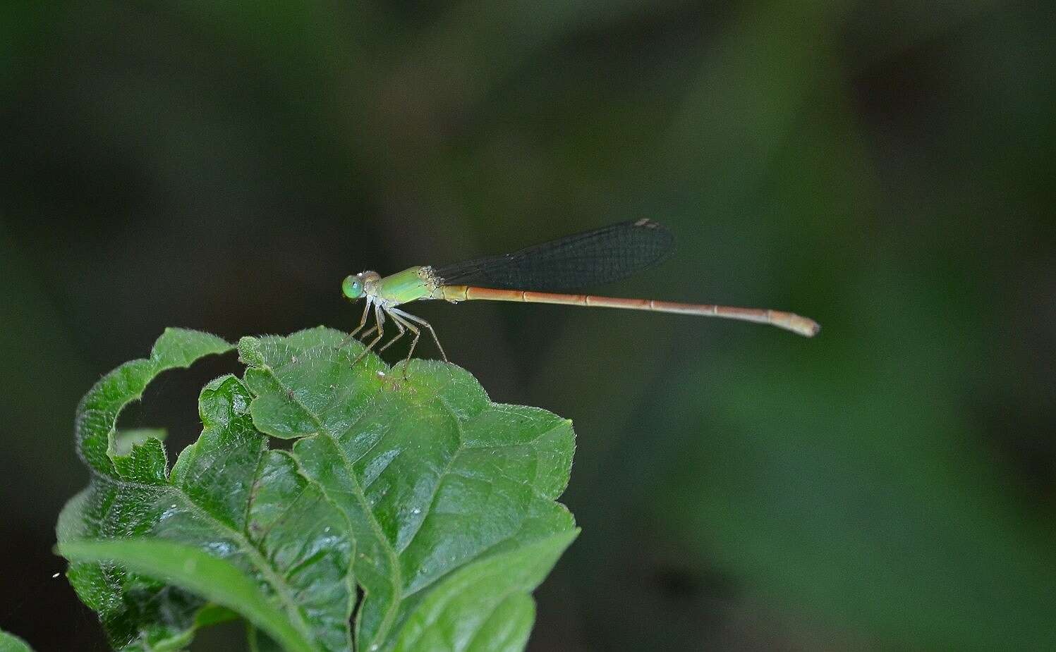 Image of Ceriagrion olivaceum Laidlaw 1914