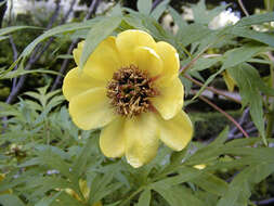 Image of peony family