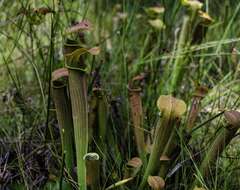 Image of Wherry's pitcherplant