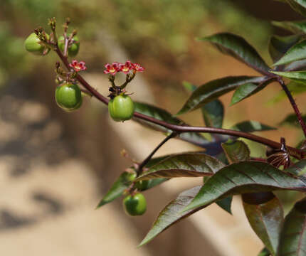 Image of bellyache bush