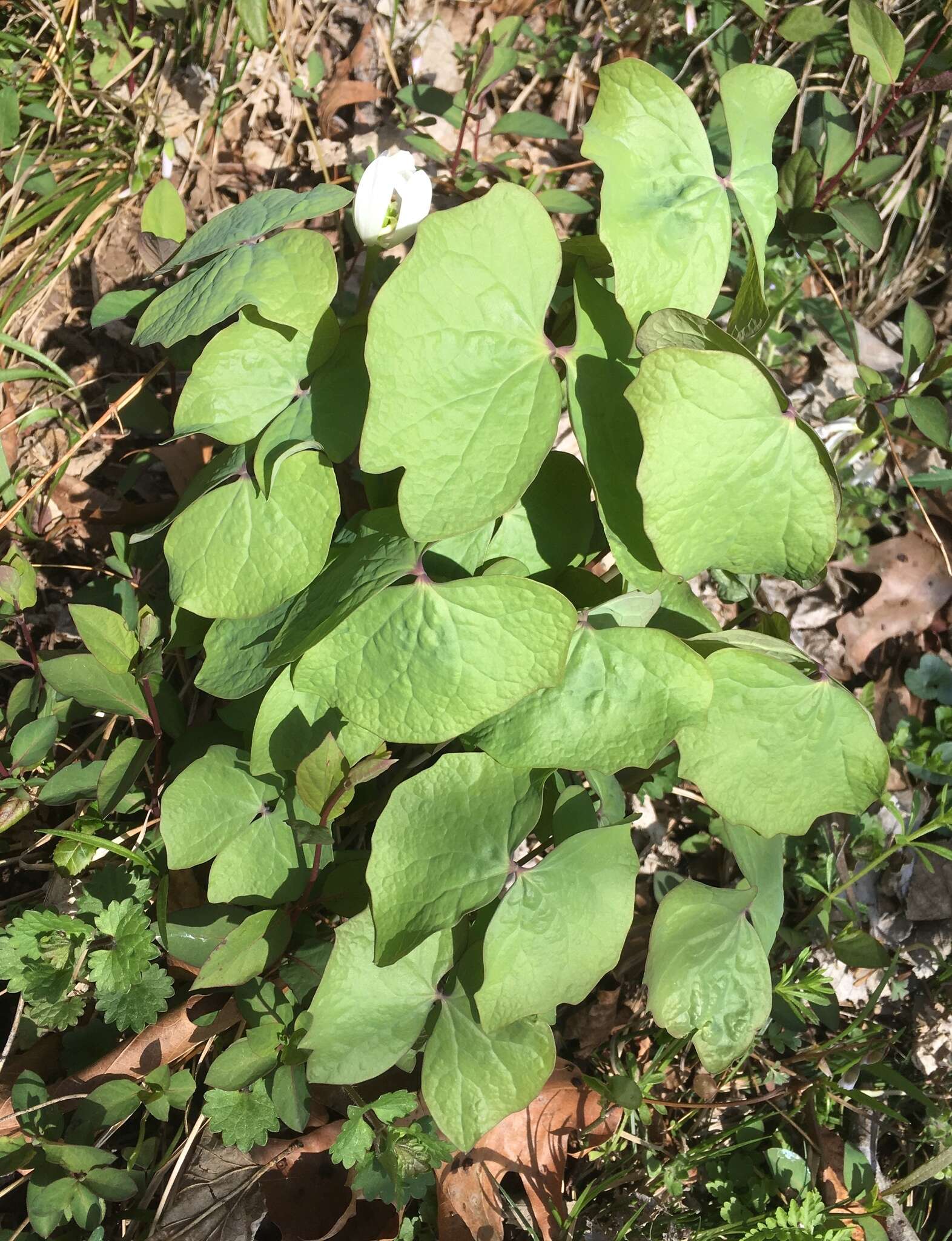 Image of jeffersonia