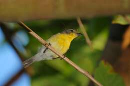 Image of Golden-bellied Gerygone