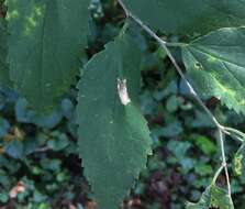 صورة Phyllonorycter celtifoliella (Chambers 1871)