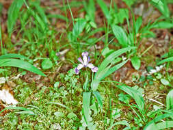 Image of crested iris