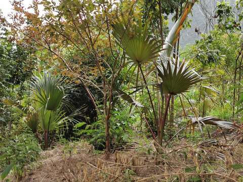 Imagem de Latania lontaroides (Gaertn.) H. E. Moore