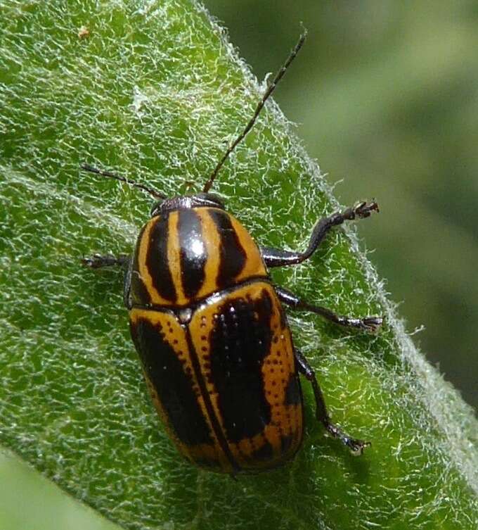 Cryptocephalus castaneus J. L. Le Conte 1880 resmi