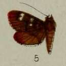 Image of Tabidia truncatalis Hampson 1898