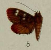 Слика од Tabidia truncatalis Hampson 1898