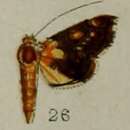Image of Agrotera endoxantha Hampson 1898