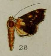 Image of Agrotera endoxantha Hampson 1898