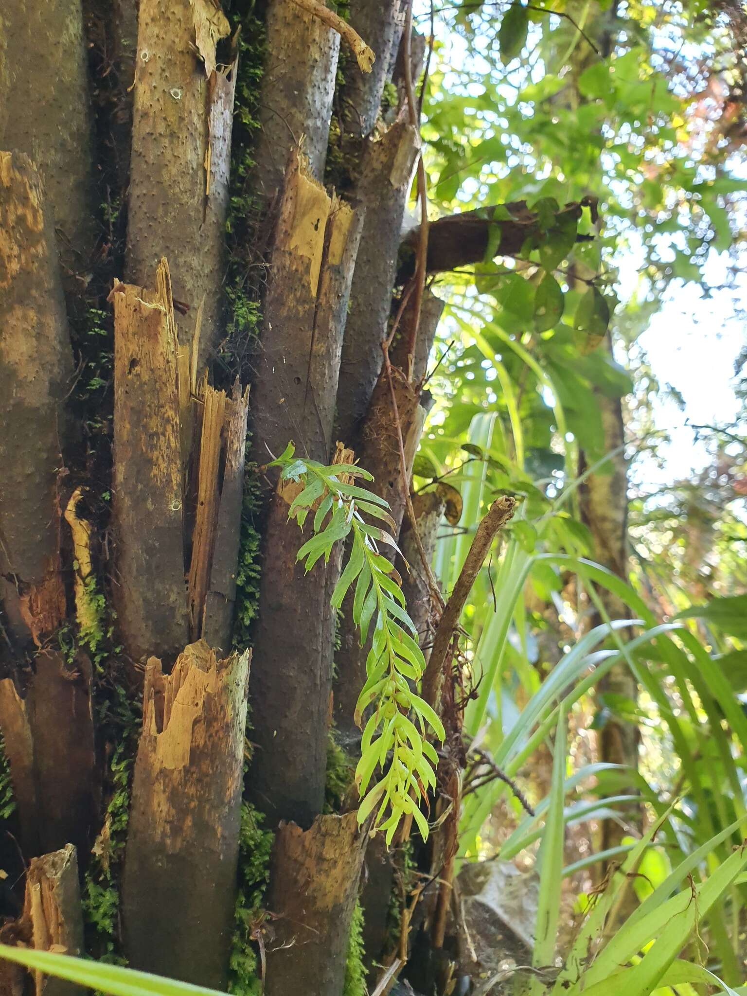 Image of Tmesipteris sigmatifolia Chinnock