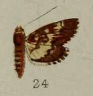 Image of Syngamia dentilinealis Hampson 1898