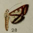 Image of Bocchoris junctifascialis Hampson 1898