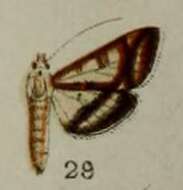 Image of Bocchoris junctifascialis Hampson 1898