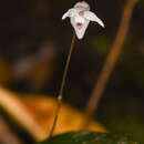 Image of Pleurothallis eumecocaulon Schltr.