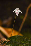 Image of Pleurothallis eumecocaulon Schltr.