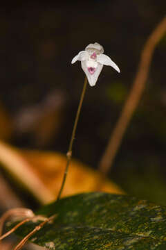 Image of Pleurothallis eumecocaulon Schltr.