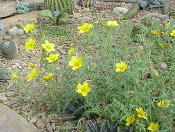 Image of Lindley's blazingstar