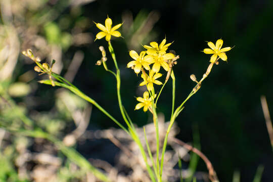 صورة Sisyrinchium pachyrhizum Baker