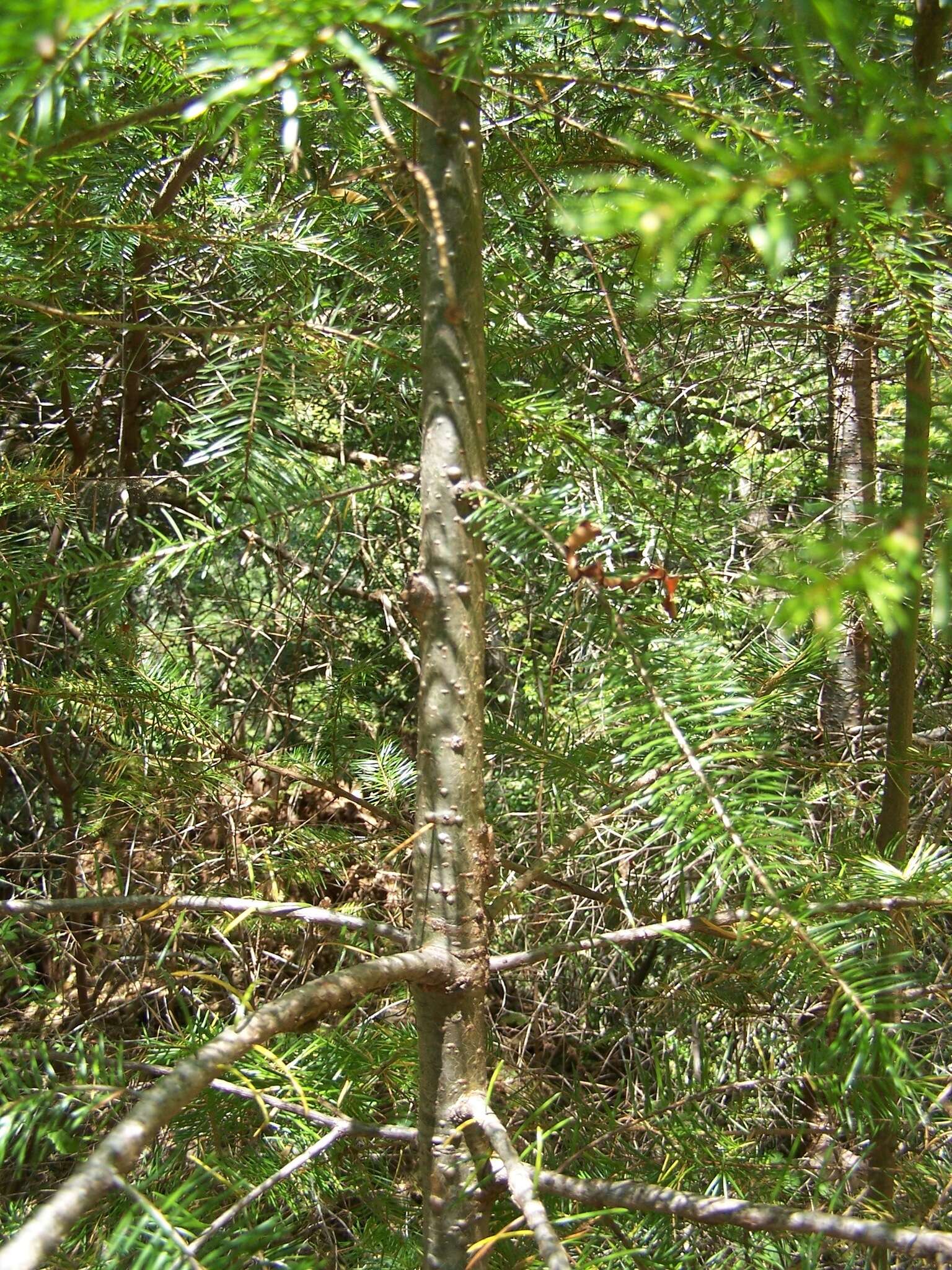 Image of Douglas-fir
