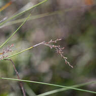 Image of Lepidosperma semiteres Boeckeler