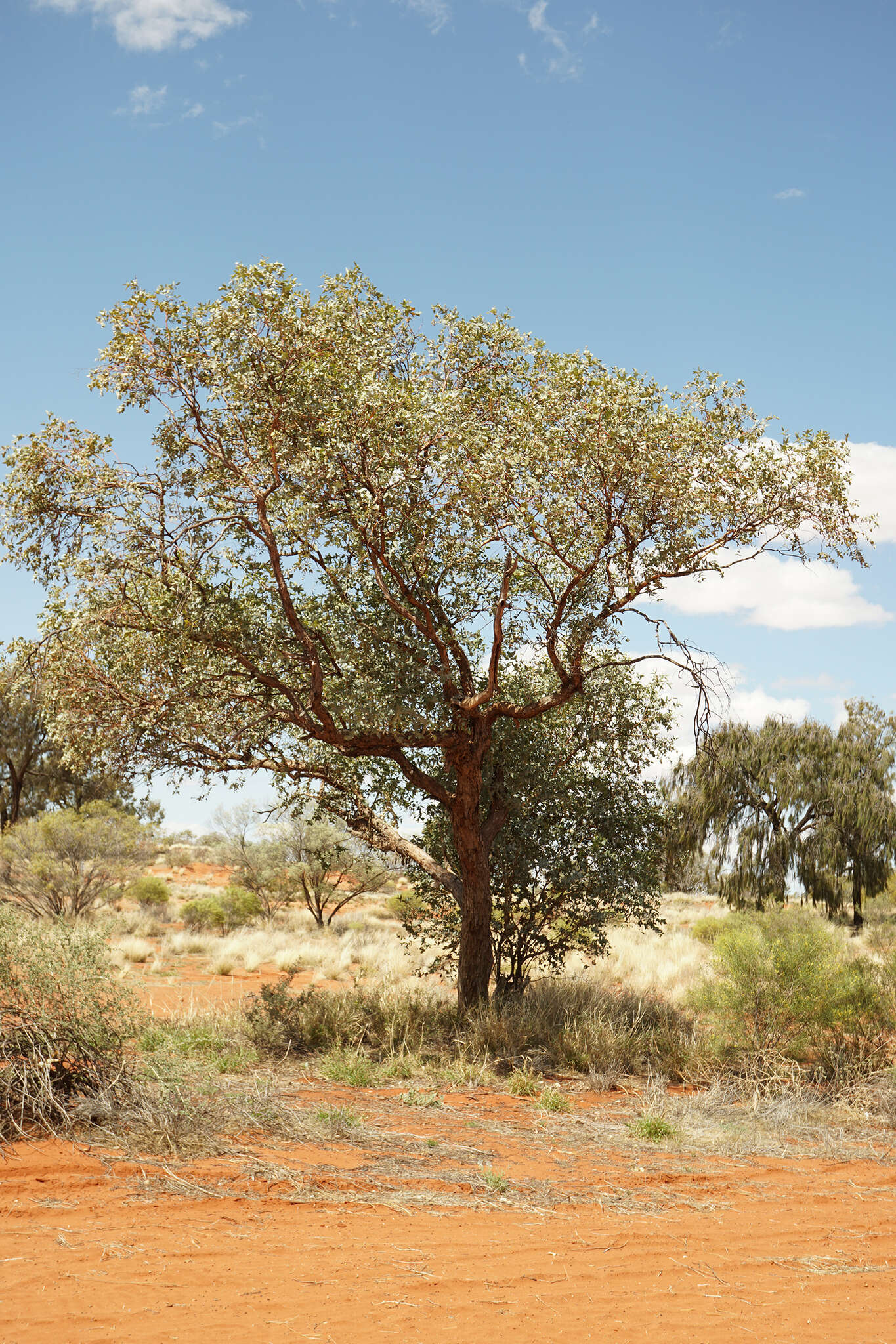 Image of Eucalyptus gamophylla F. Müll.