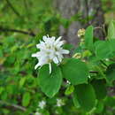 Amelanchier alnifolia var. semiintegrifolia (Hook.) C. L. Hitchc. resmi