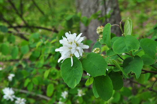 Amelanchier alnifolia var. semiintegrifolia (Hook.) C. L. Hitchc. resmi