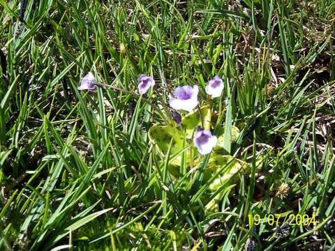 Image de Pinguicula nevadensis (H. Lindb.) Casper