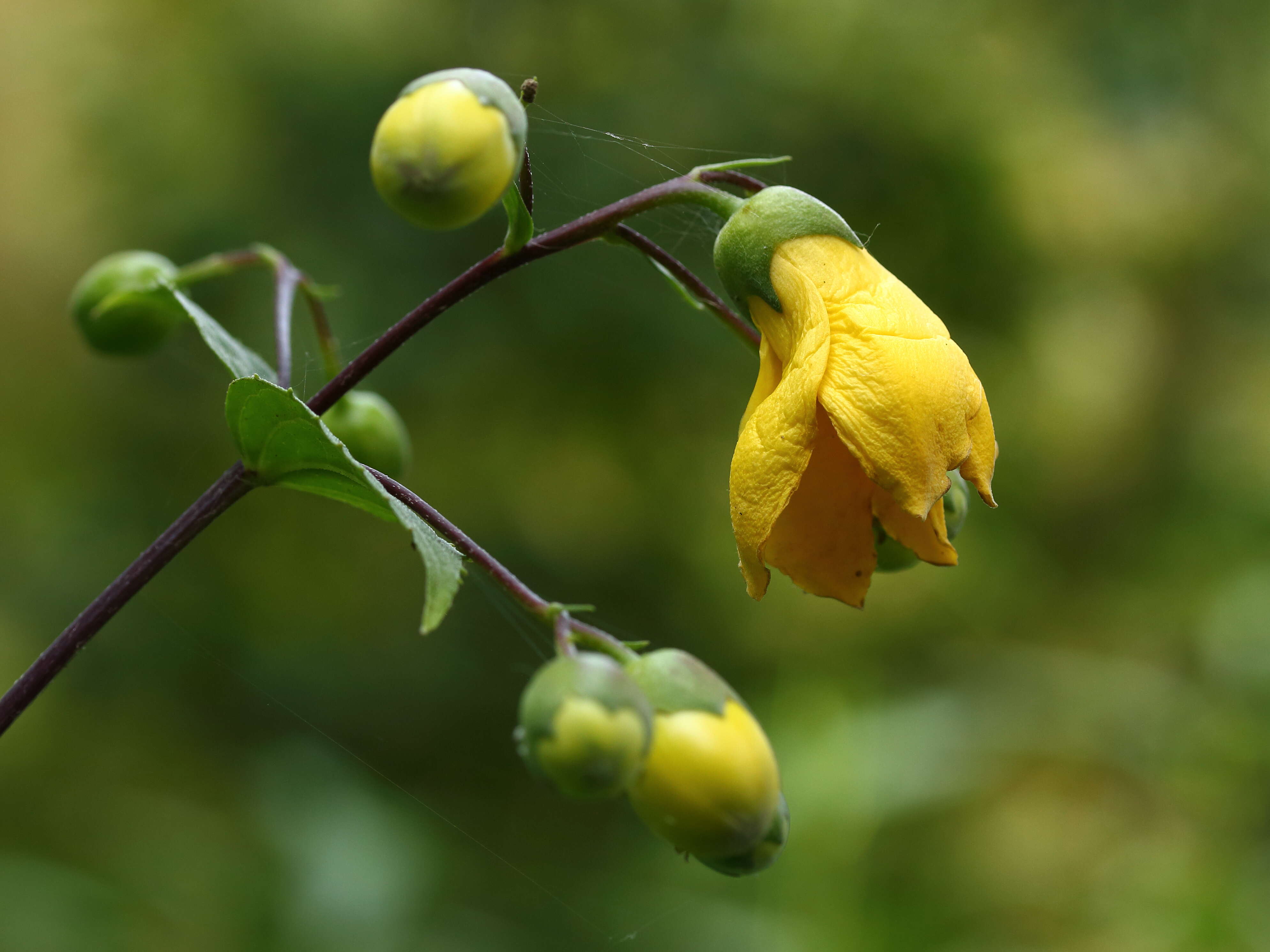 Image of Kirengeshoma palmata Yatabe