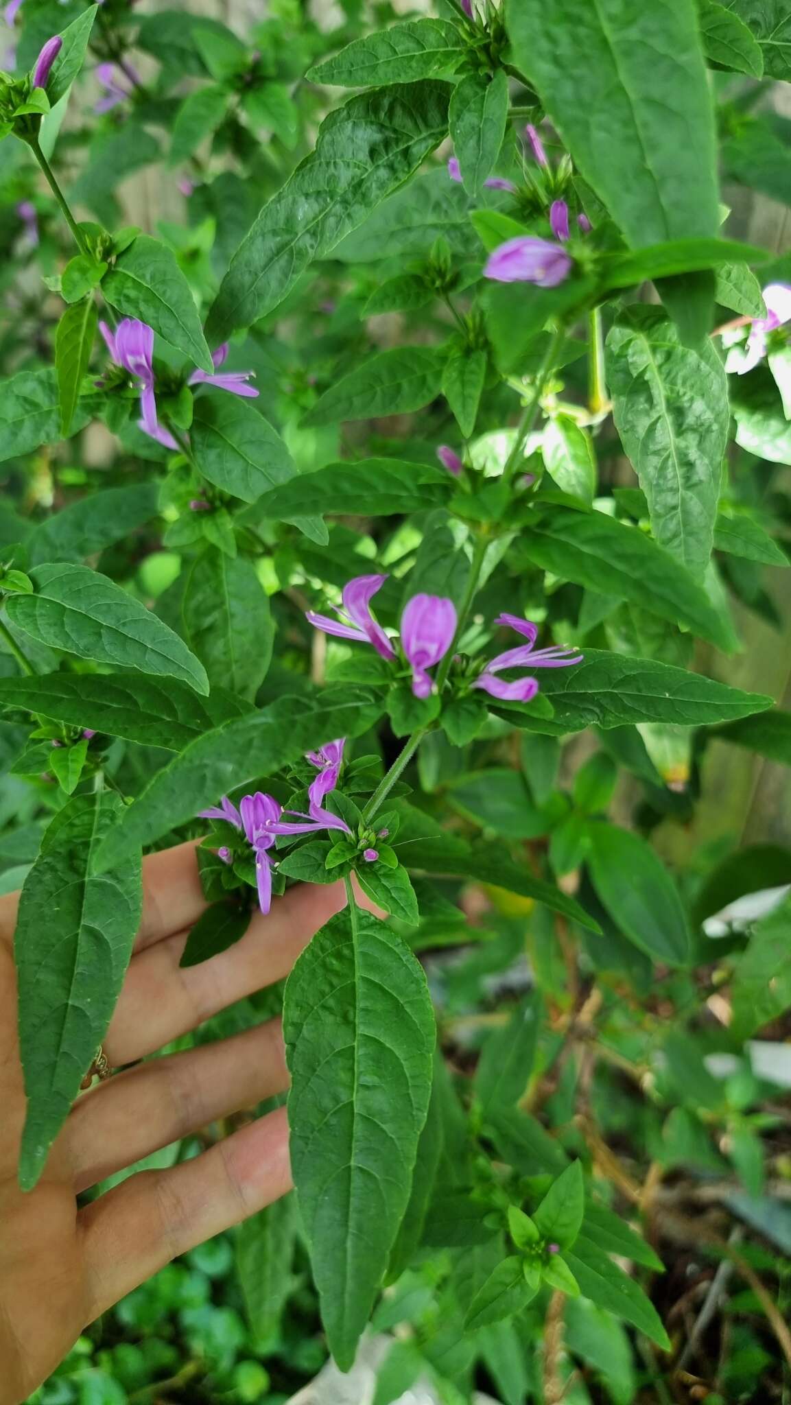 Hypoestes floribunda R. Br. resmi