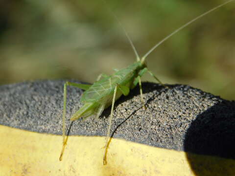 Image of Fast-calling Tree Cricket