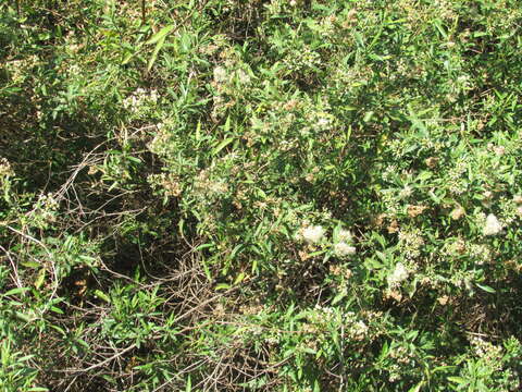 Austroeupatorium inulifolium (Kunth) R. King & H. Rob.的圖片