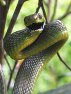 Image of Green Cat Snake