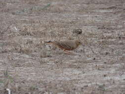 Image of Rufous-tailed Lark