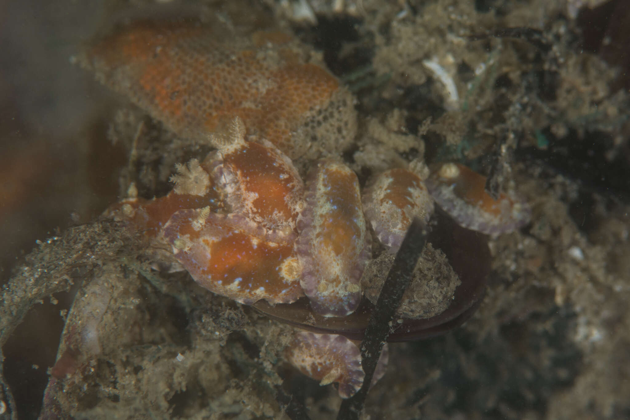 Image of Chromodoris alternata (Burn 1957)