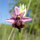 Plancia ëd Ophrys sphegodes subsp. aveyronensis J. J. Wood