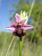 صورة Ophrys sphegodes subsp. aveyronensis J. J. Wood